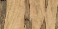 Wormy Maple